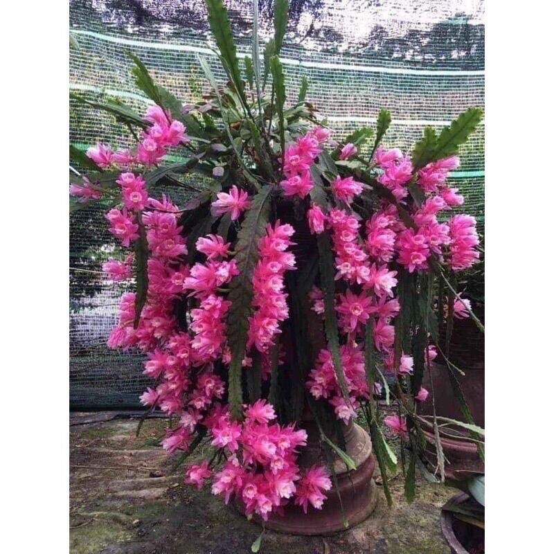Hoa Đại Nhật Quỳnh