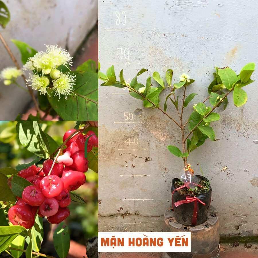 Cây mận hoàng yến