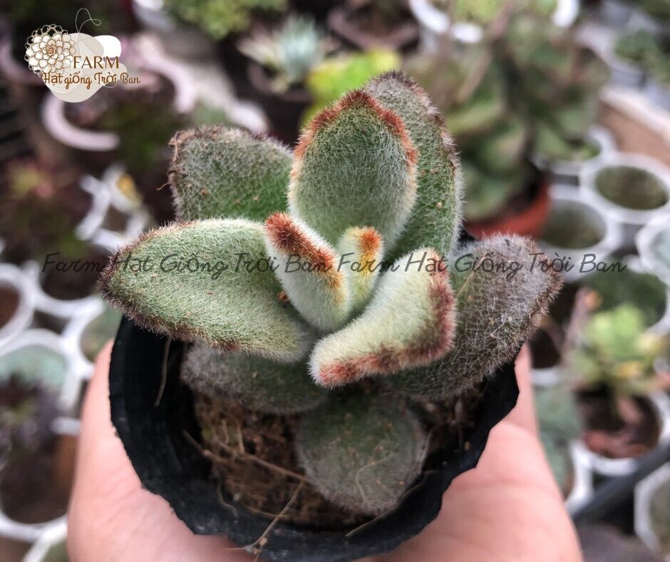 Sen đá nhung viền đen 🔥 size bầu 5-7 cm 🔥 xuất vườn đà lạt 🔥 đã thuần khí hậu