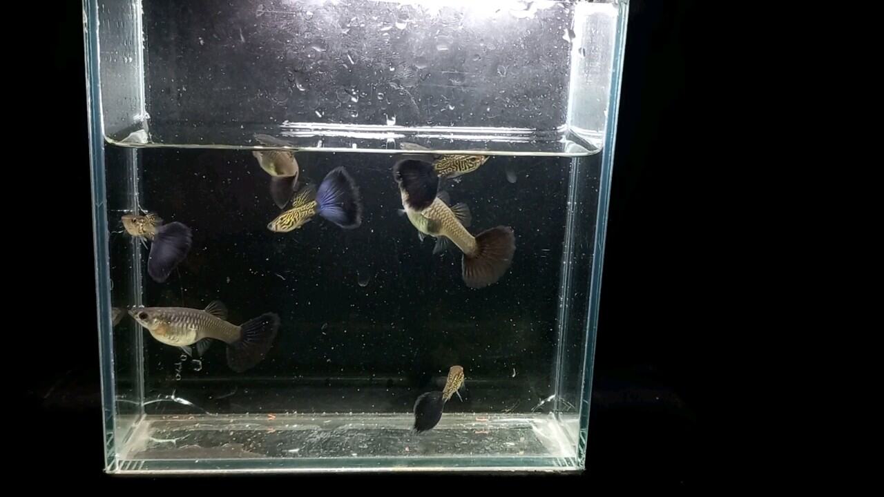 Guppy 7 màu Blue snackin