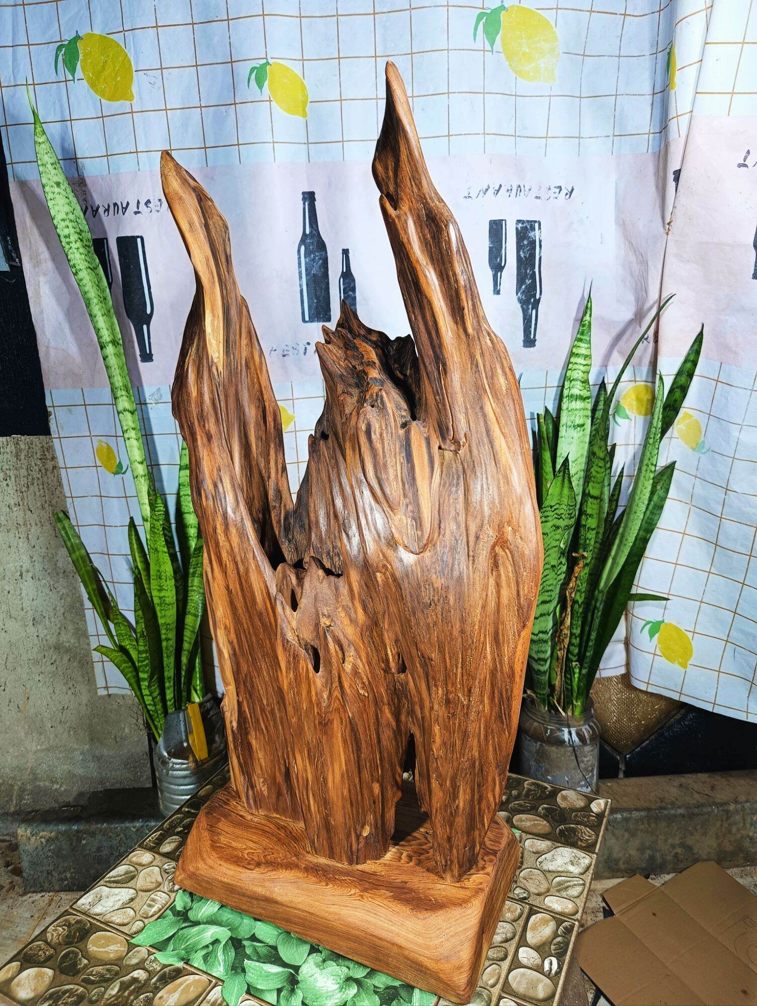 lũa ngọc am đỏ hà giang, hàng rễ.