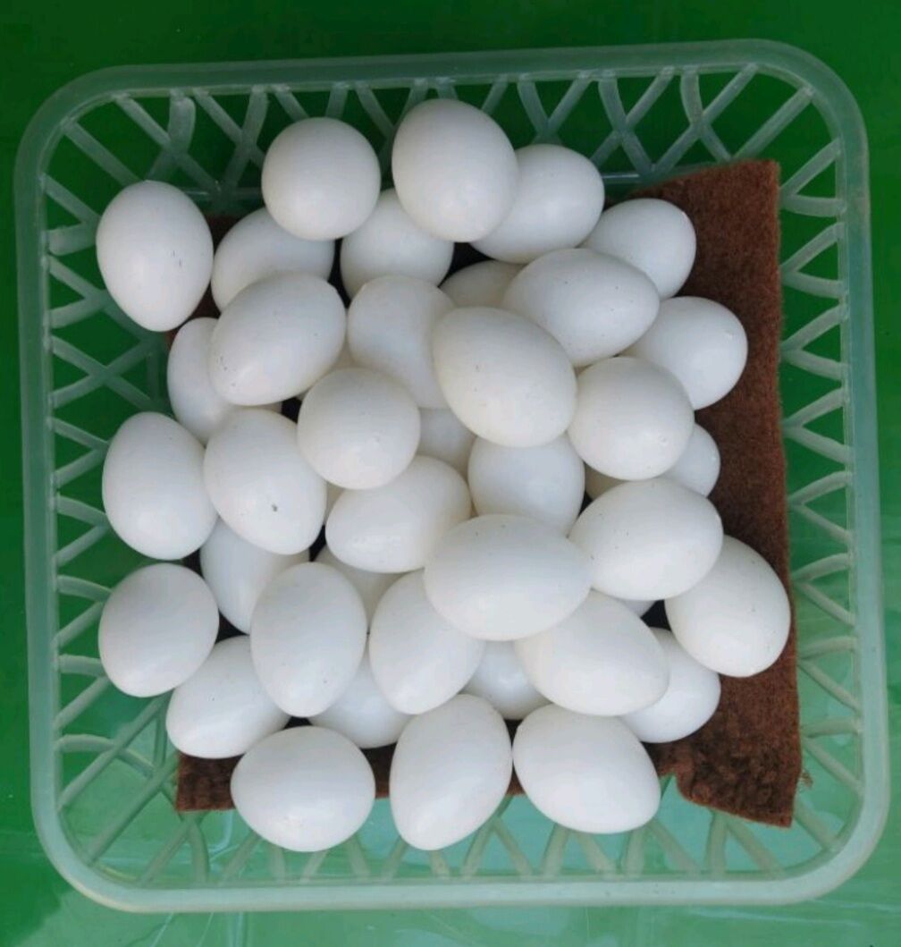 40 Trứng giả bồ câu ( trứng đặc)