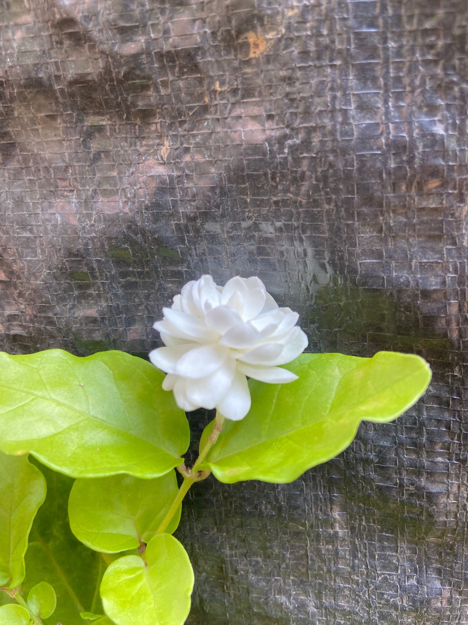 Cây giống hoa lài ta