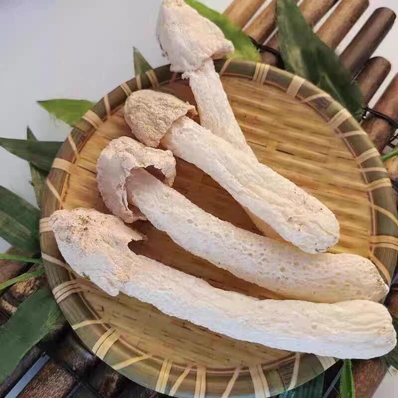 Nấm 🍄 Trúc Sanh Cao Cấp ( Nấm 🍄 Nữ Hoàng)