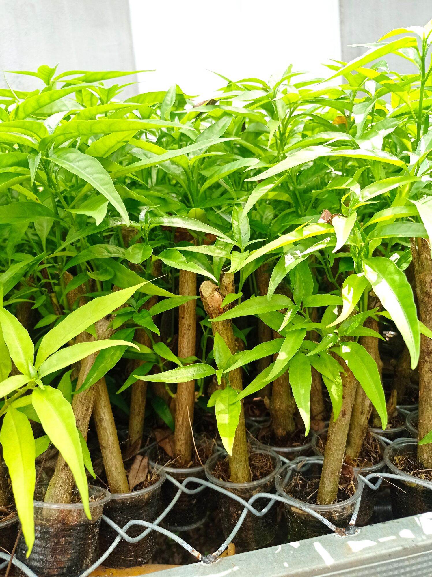 Hoàn Ngọc Trắng (Cây giống như hình ảnh)