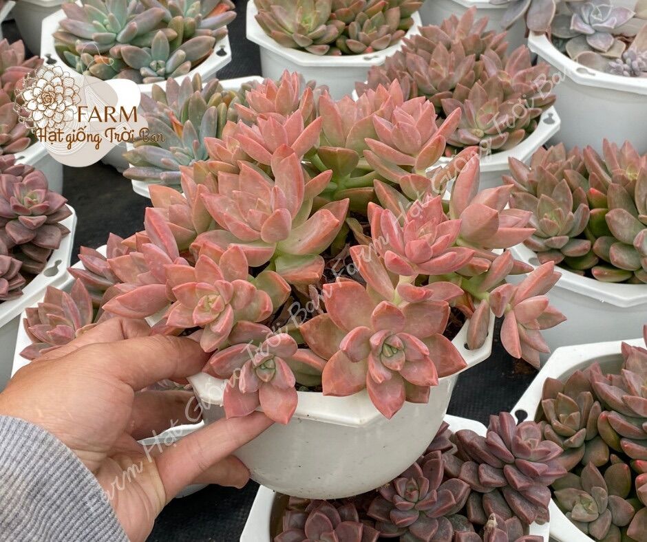 Sen đá đá đỏ chậu treo trung 🔥 size 12-15 cm 🔥đã thuần khí hậu 🔥 xuất vườn đà lạt