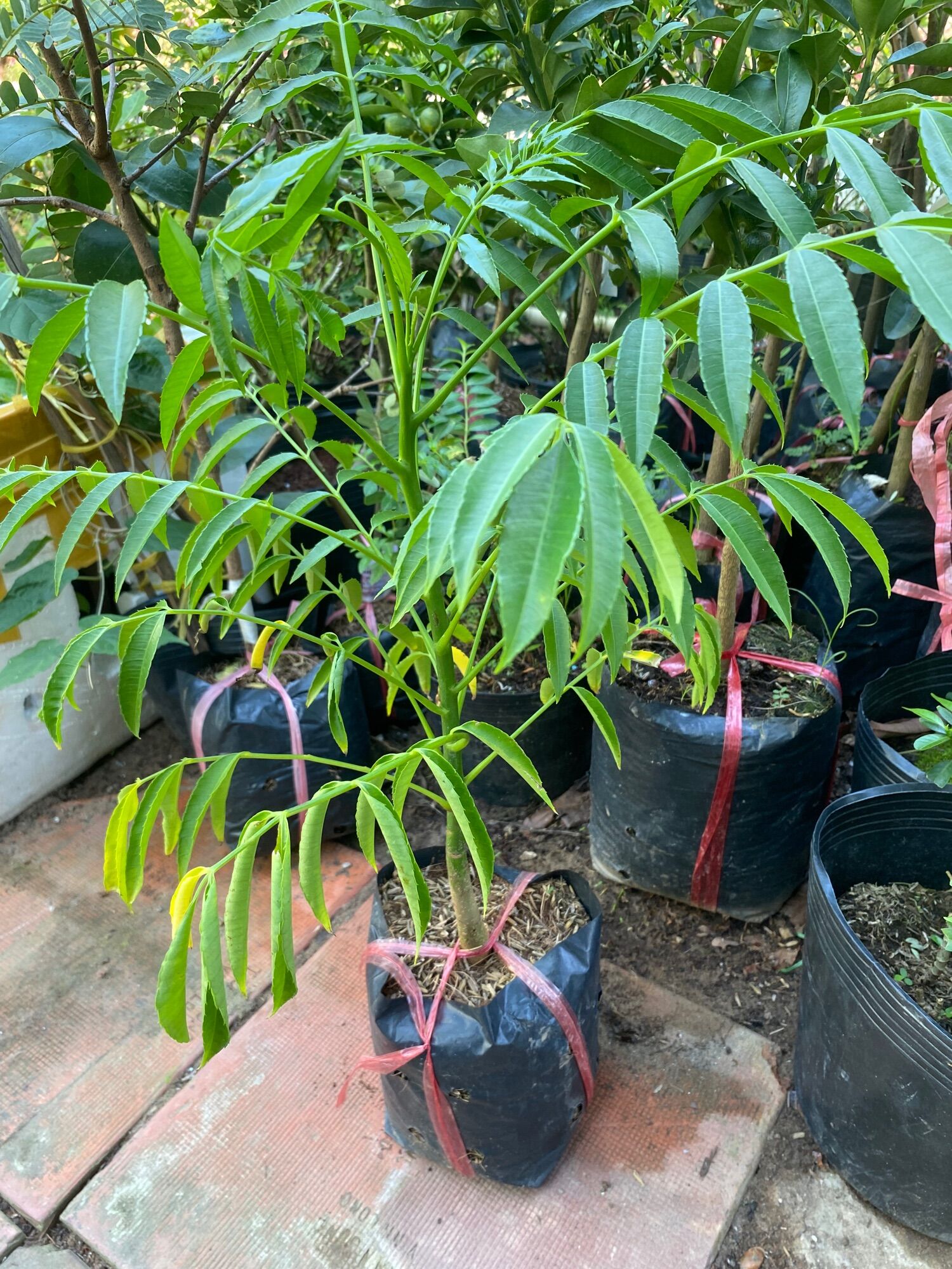 Cây cóc giống Thái