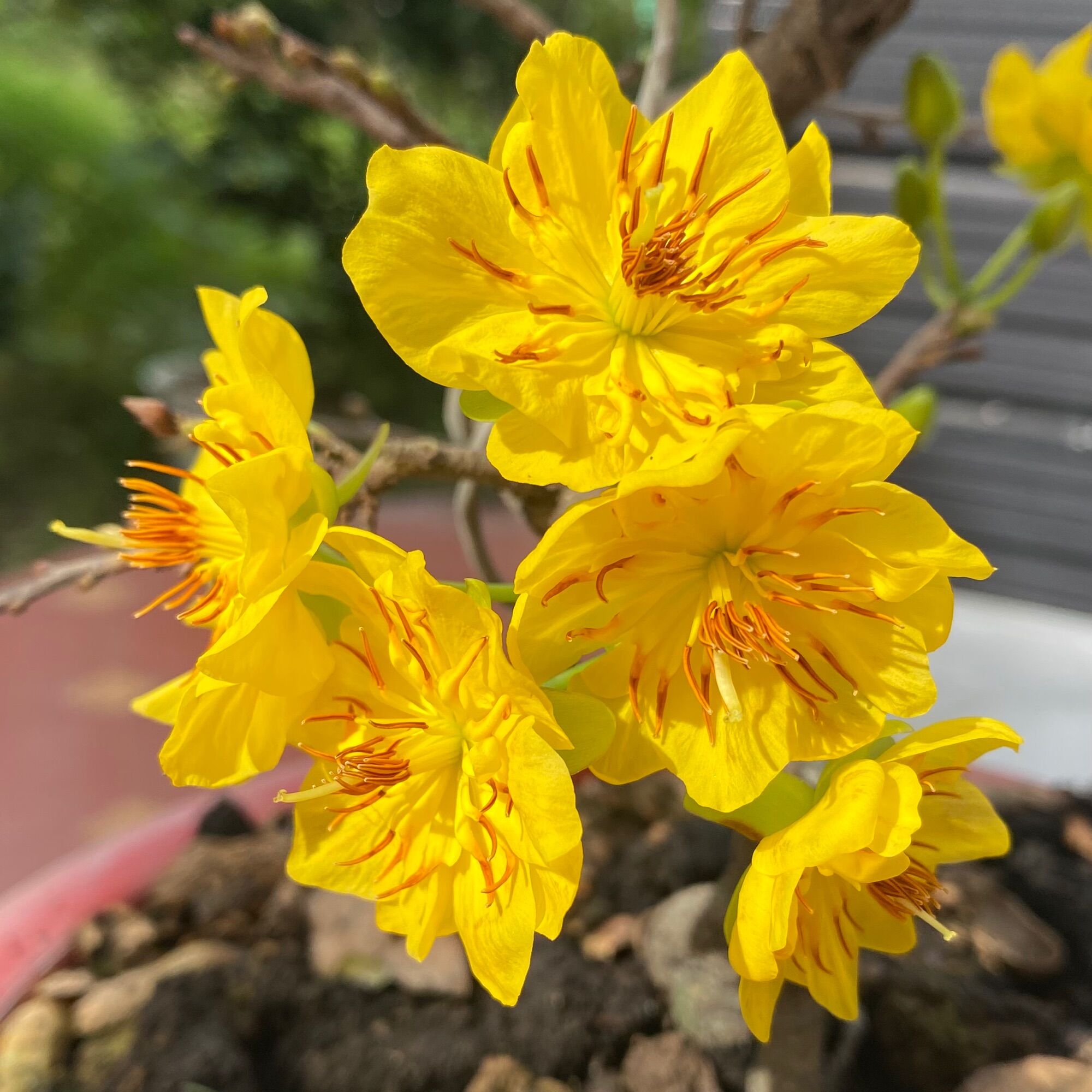 Cây mai cúc Tân Châu - chơi Tết, bonsai ghép giống chuẩn