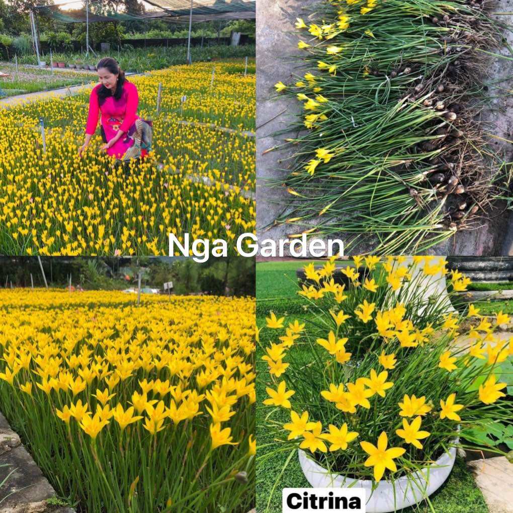 1 kg củ hoa tóc tiên vàng Citrina hoa huệ mưa rain lily