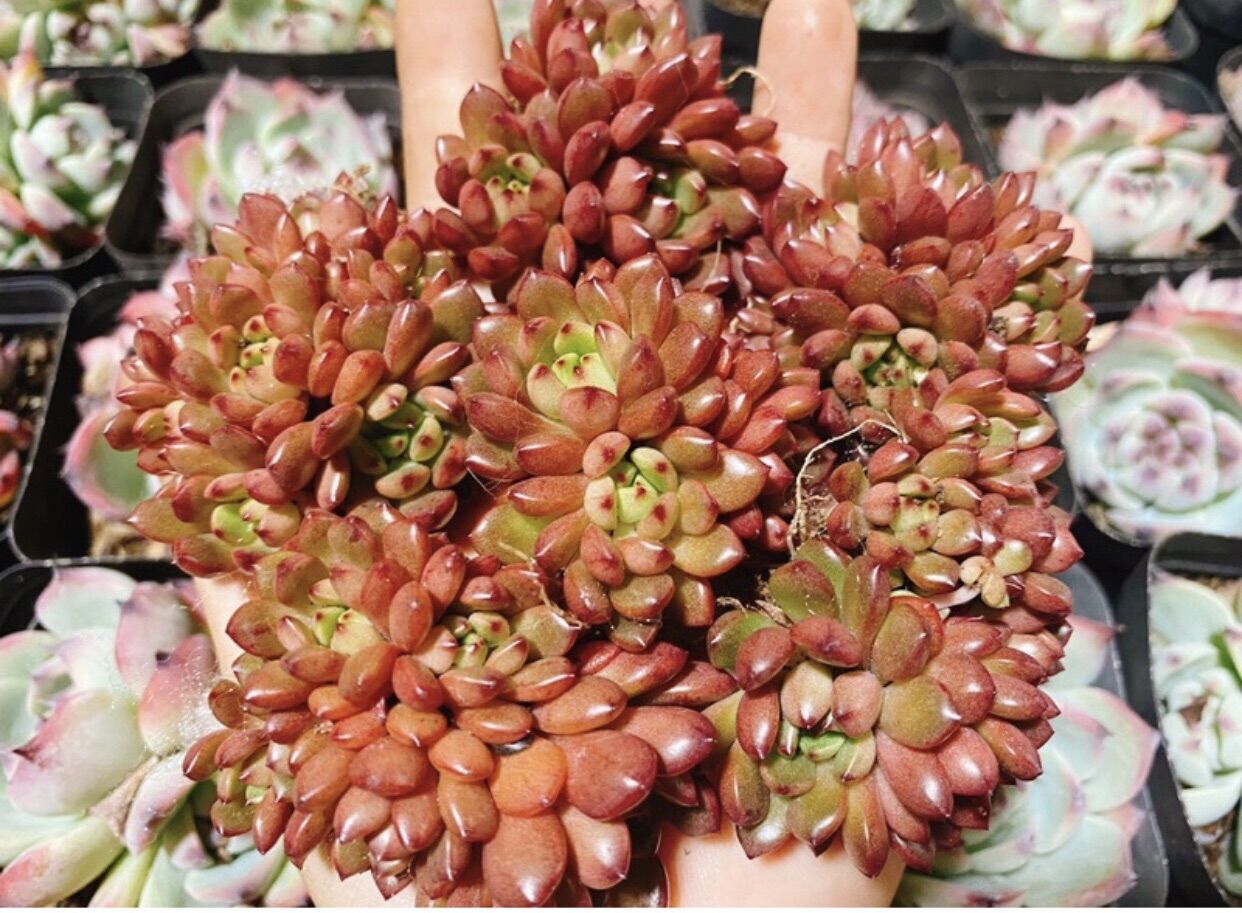 Sen đá ruby đỏ bụi mini nhiều đầu