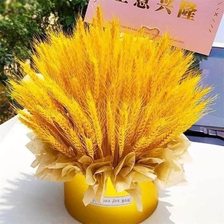 Bông lúa mạch vàng bó 100 cành 55k