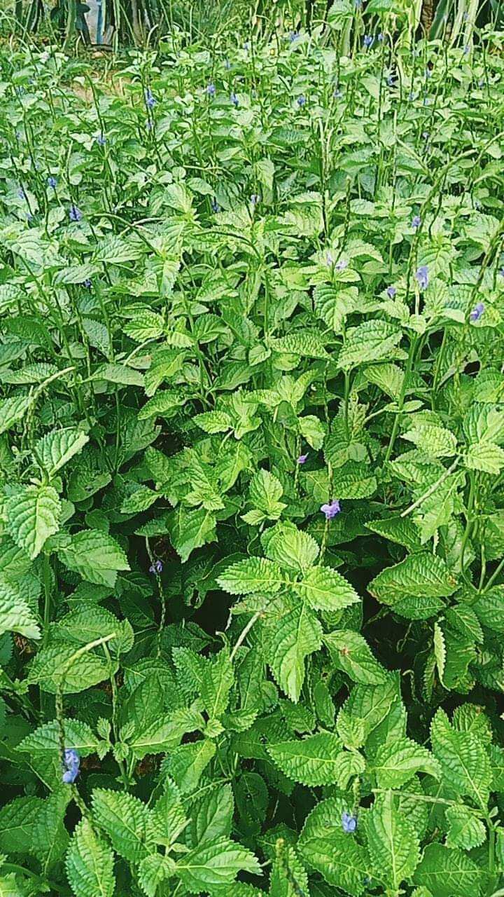 Cây đuôi chuột tươi , cây cỏ đuôi chuột tươi 1kg