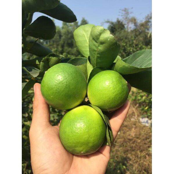 CÂY GIỐNG CHANH KHÔNG HẠT ( CÂY KHOẺ , RỄ NHIỀU)