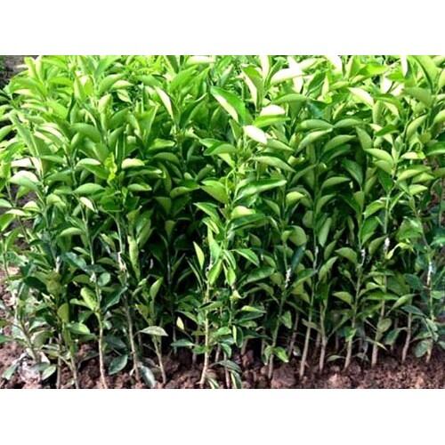 Cây quýt đường giống