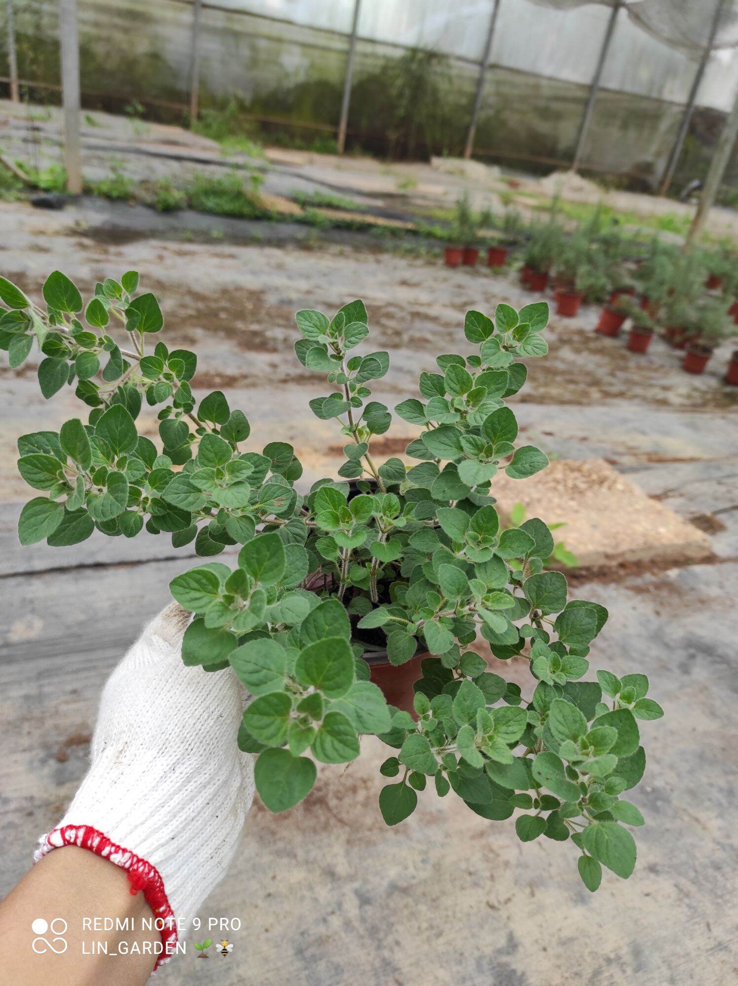 Cây oregano - kinh giới dại