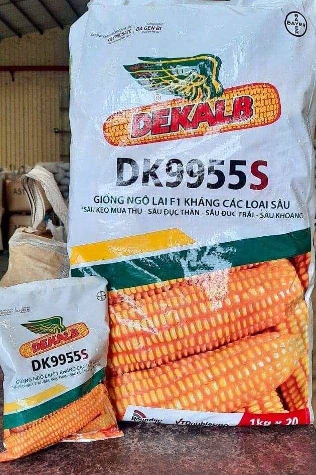 Giống ngô kháng sâu DK 9955S