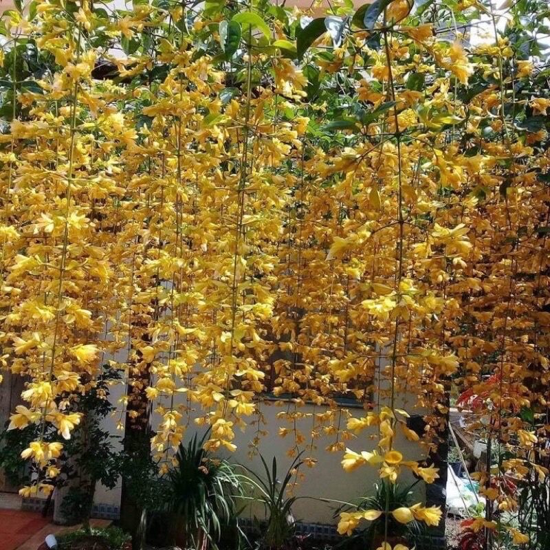cây giống lan Hoàng dương(1 bau)