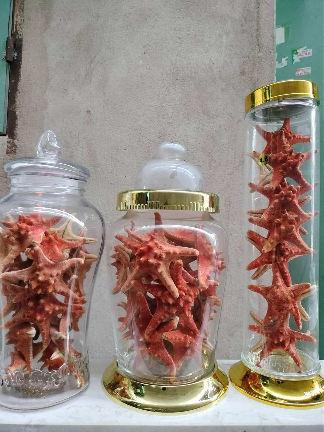1 CON SAO BIỂN ĐỎ PHÚ QUỐC 13-15cm