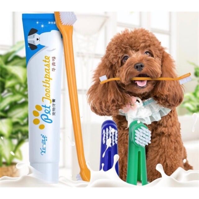 [HCM]Bộ kem đánh răng 4 món cho thú cưng chó mèo