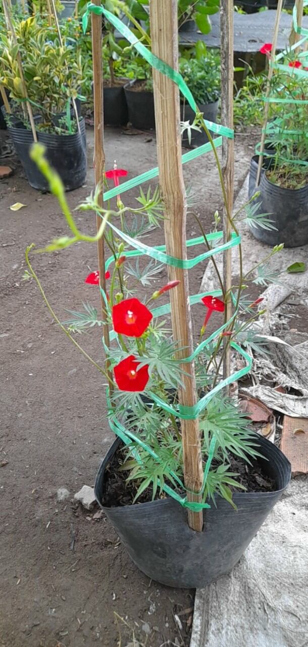 Cây hoa tóc tiên giống mới hoa và lá to