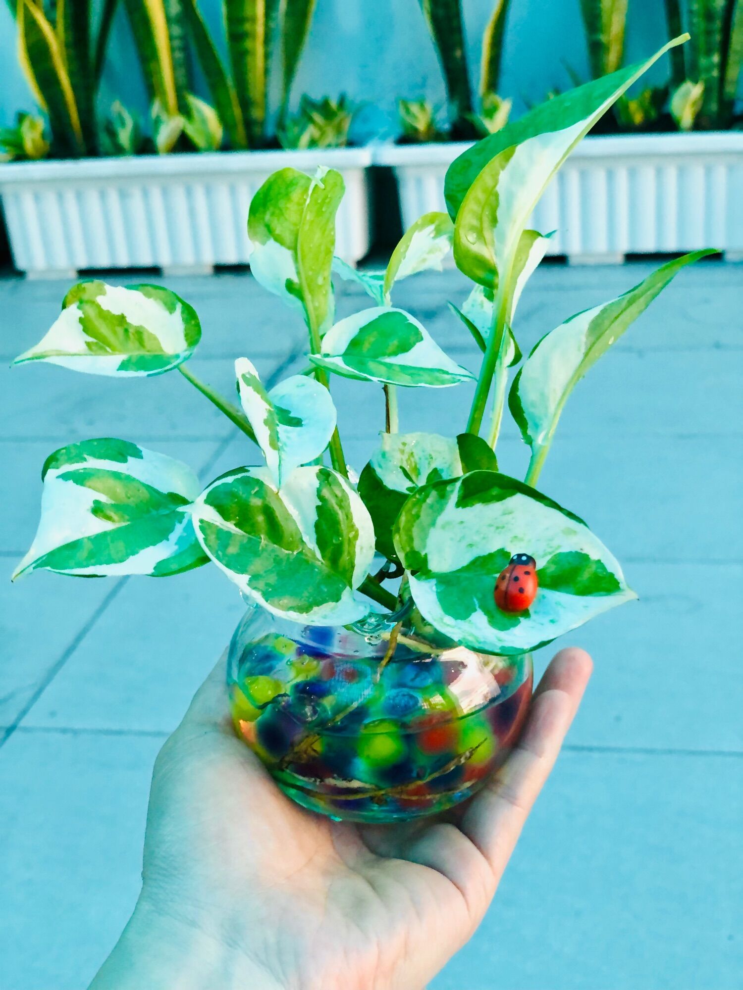 Chậu trầu bà sữa mini 5x5cm