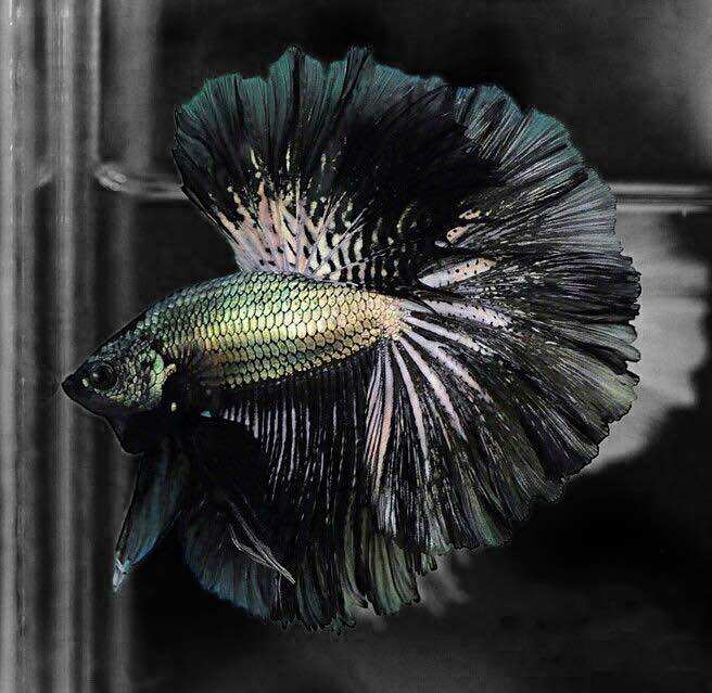 Betta Black Copper Halfmoon - hàng cao cấp
