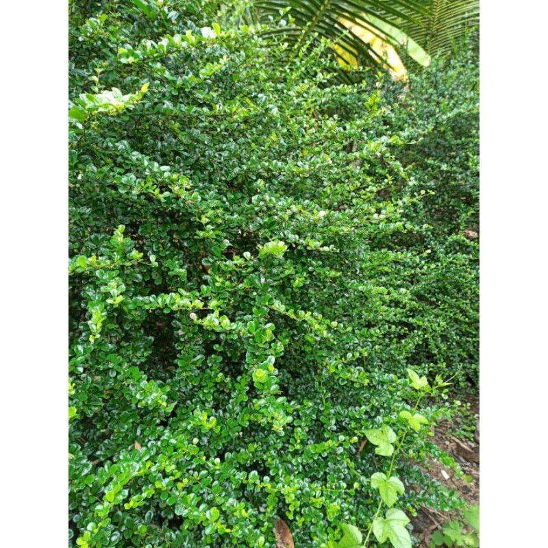 cây bùm sụm con