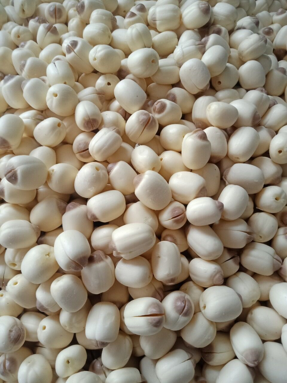 Hạt sen tươi Đồng Tháp