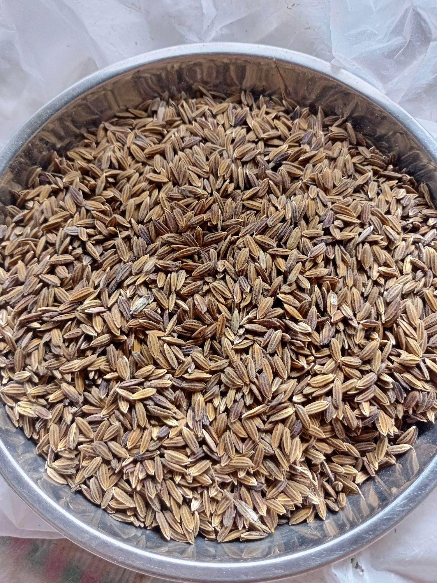 Giống lúa nếp cẩm, tím đen, nếp than túi 1kg