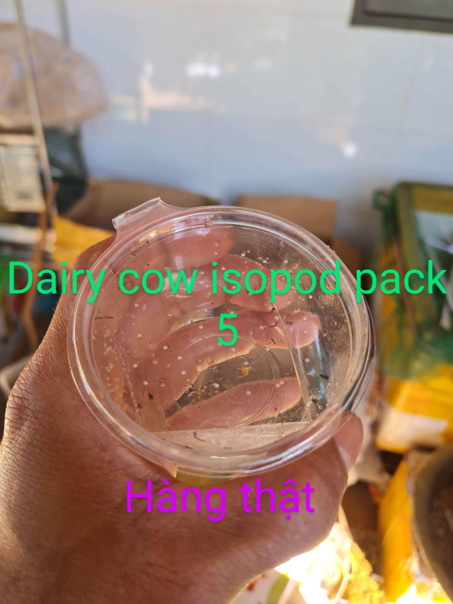 Hộp chứa được dòng Dairy Cow isopod pack 5 ( hàng thật)