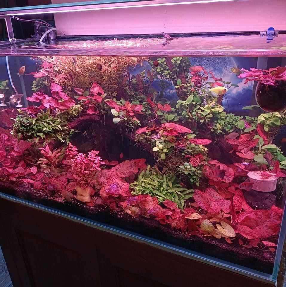 CÂY CHỒN ĐỎ THỦY SINH-40K/12NGỌN