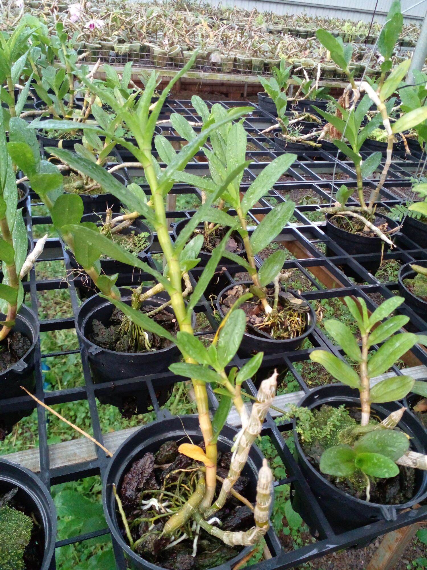 Hoa lan di linh nù tam bố