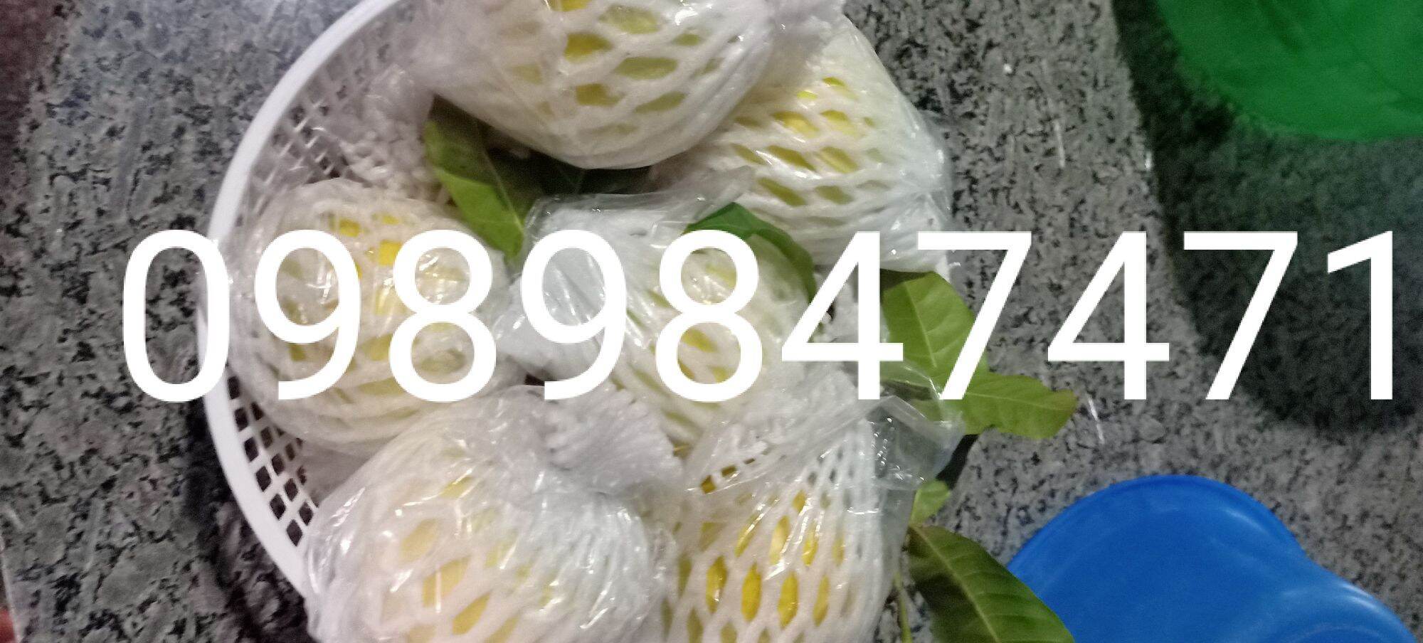 combo 2 cây vú sữa hoàng kim giống chuẩn