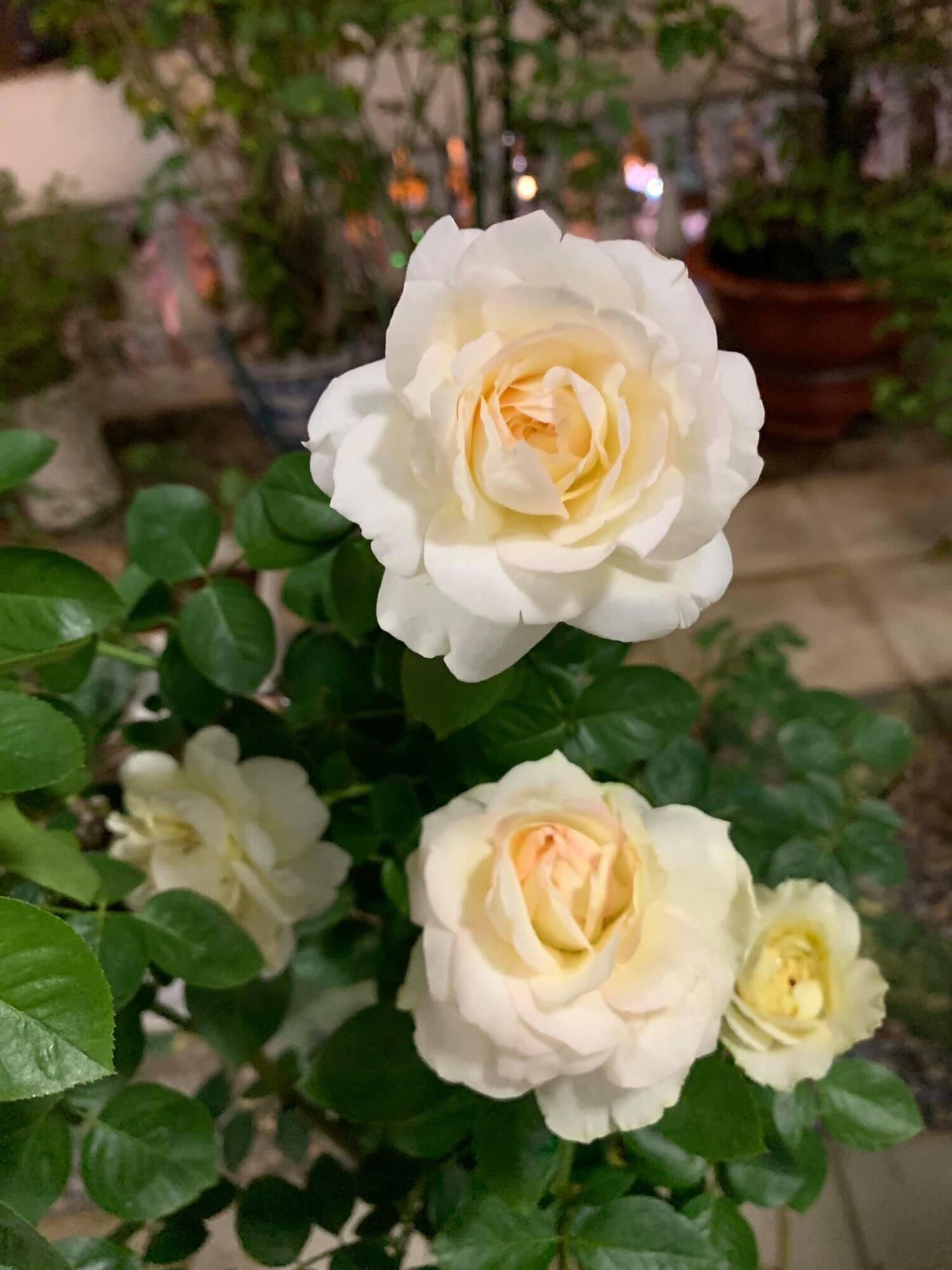 Hoa hồng ngoại Tchaikovsky rose