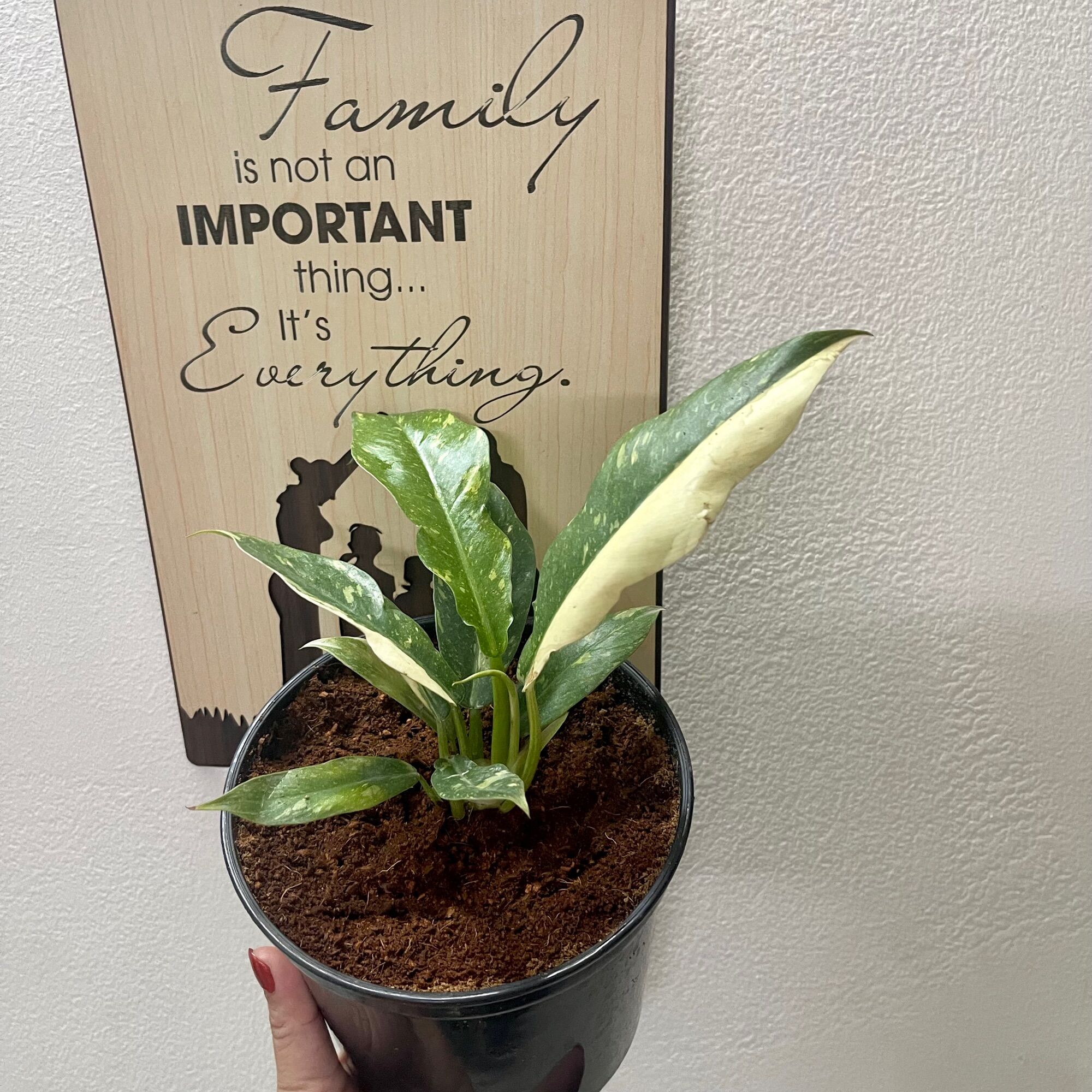 Cây trầu bà philodendron ring of fire var