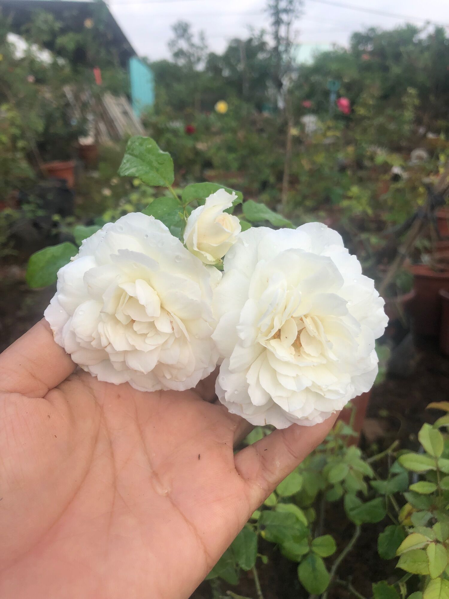 Hoa Hồng shizuku trắng muốt thơm nồng nàn
