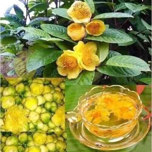 Cây giống trà hoa vàng