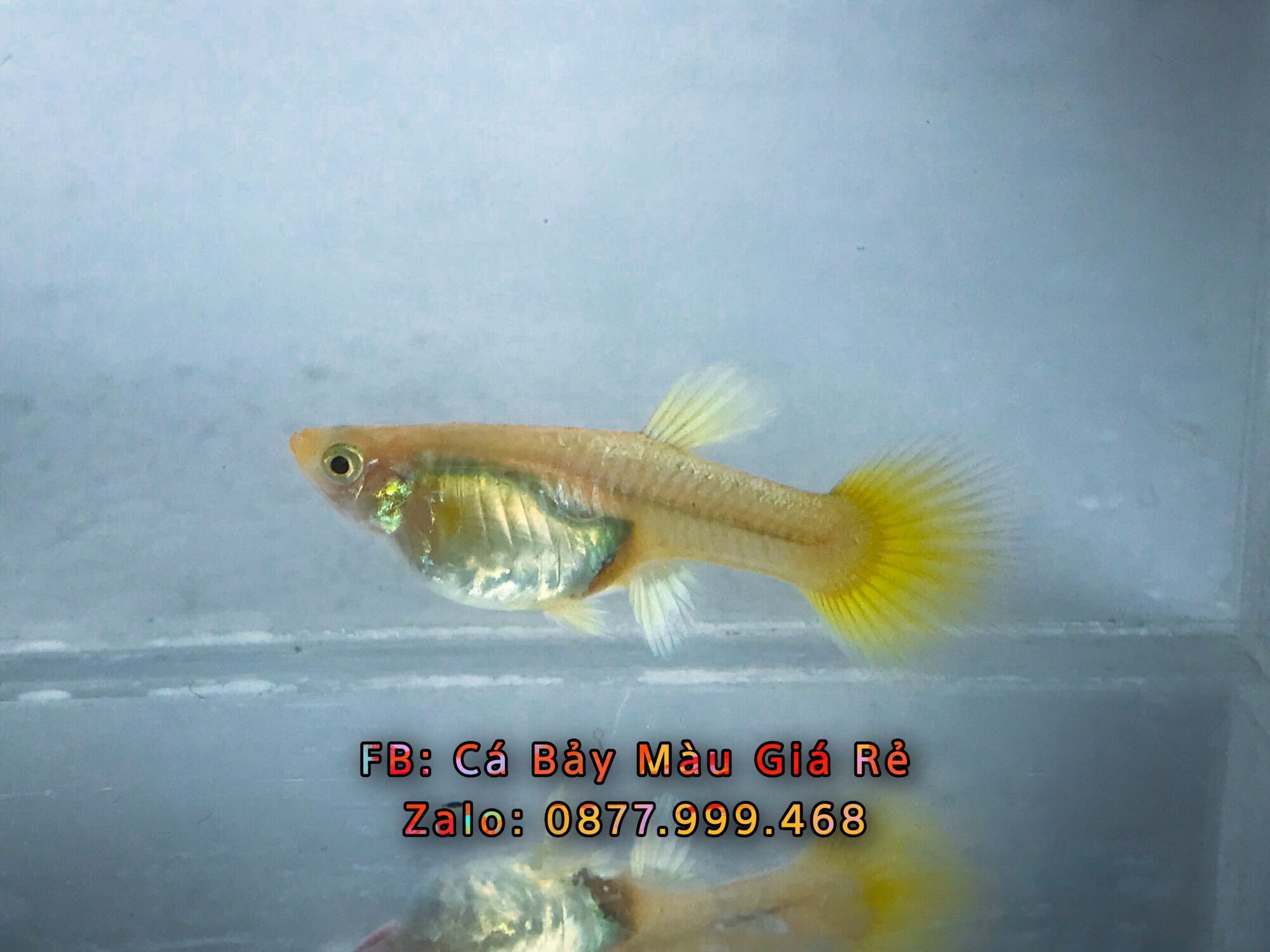 3 Cặp full gold