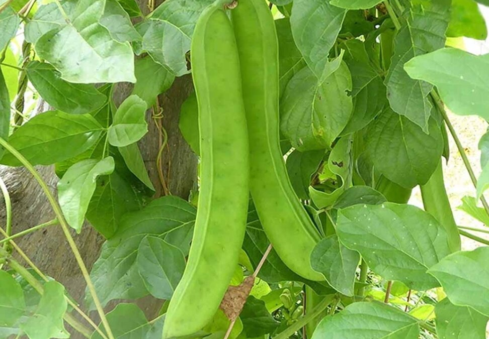 Hạt đậu lào hút độc