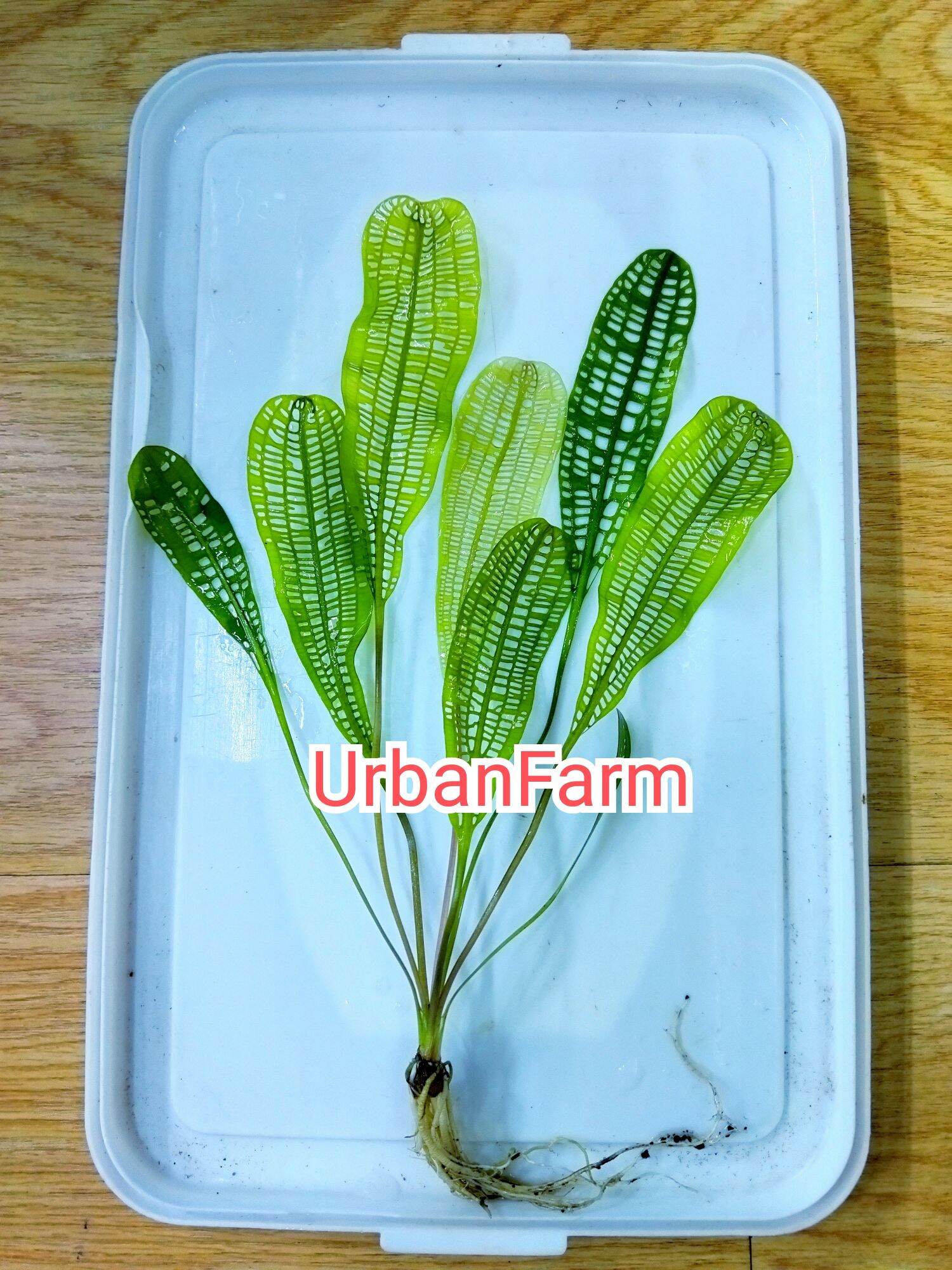 Cây Choi lưới trồng trong bể thủy sinh