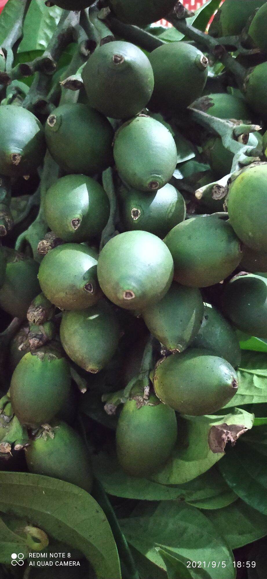 quả cau ăn trầu 1kg