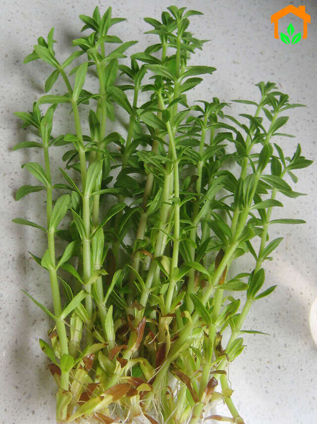 Chậu rau ngổ miền tây