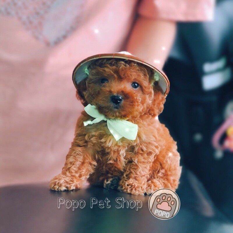 Nón lá đội cho thú cưng