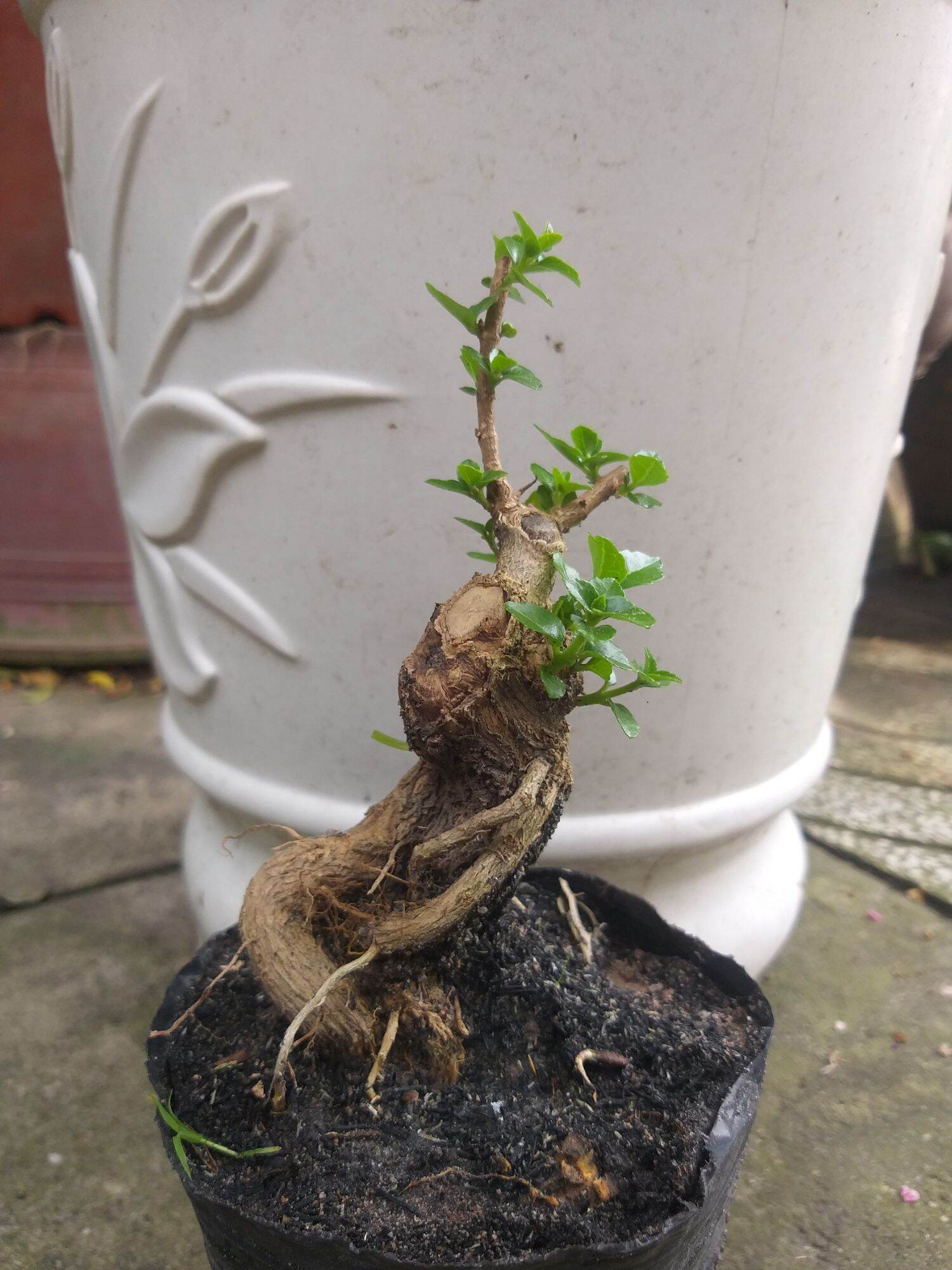 Sam hương bonsai mini dạng phôi