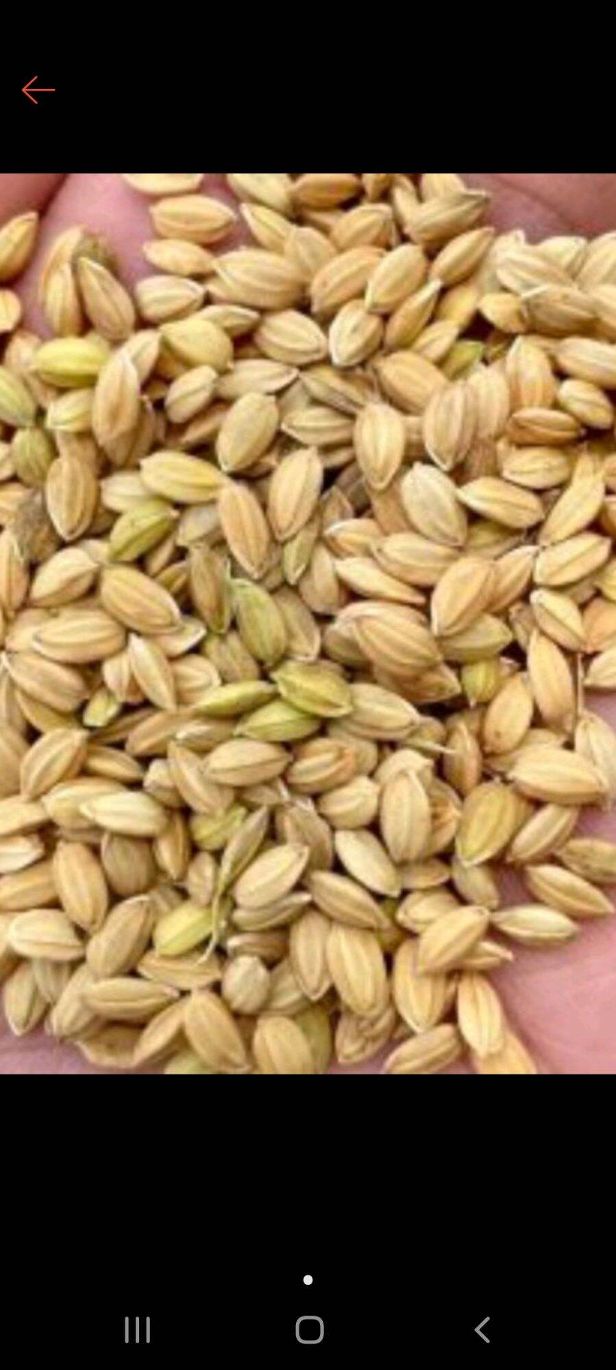 [FreeshipMax] combo 5kg lúa tròn nhập khẩu. hạt đều, đẹp - KHOA THÚ Y. THỦY SẢN