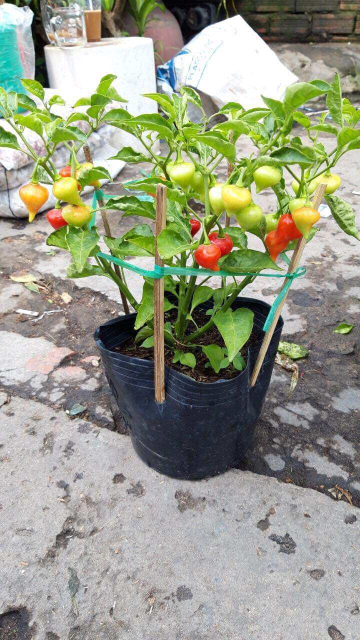 Hạt Ớt  trái tim 40 hạt nẩy mầm  90%