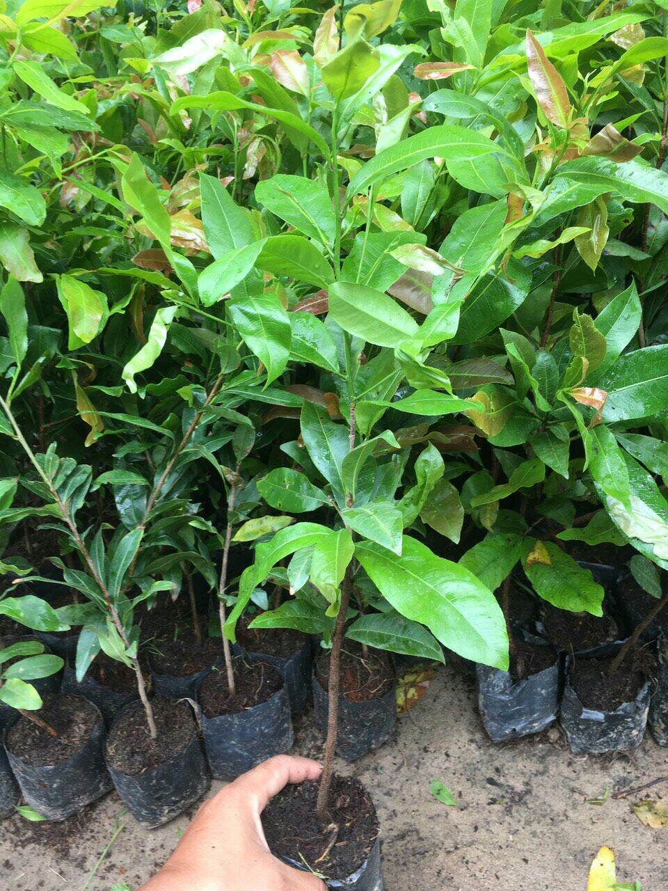 Combo 30 Cây mai vàng quấn rễ cao 20-40cm