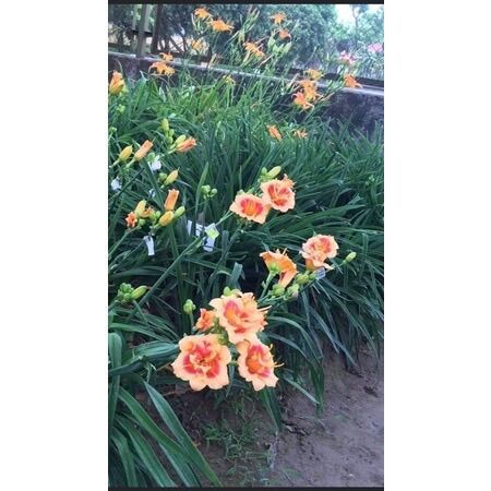 Cây giống hoa hiên(1caay)
