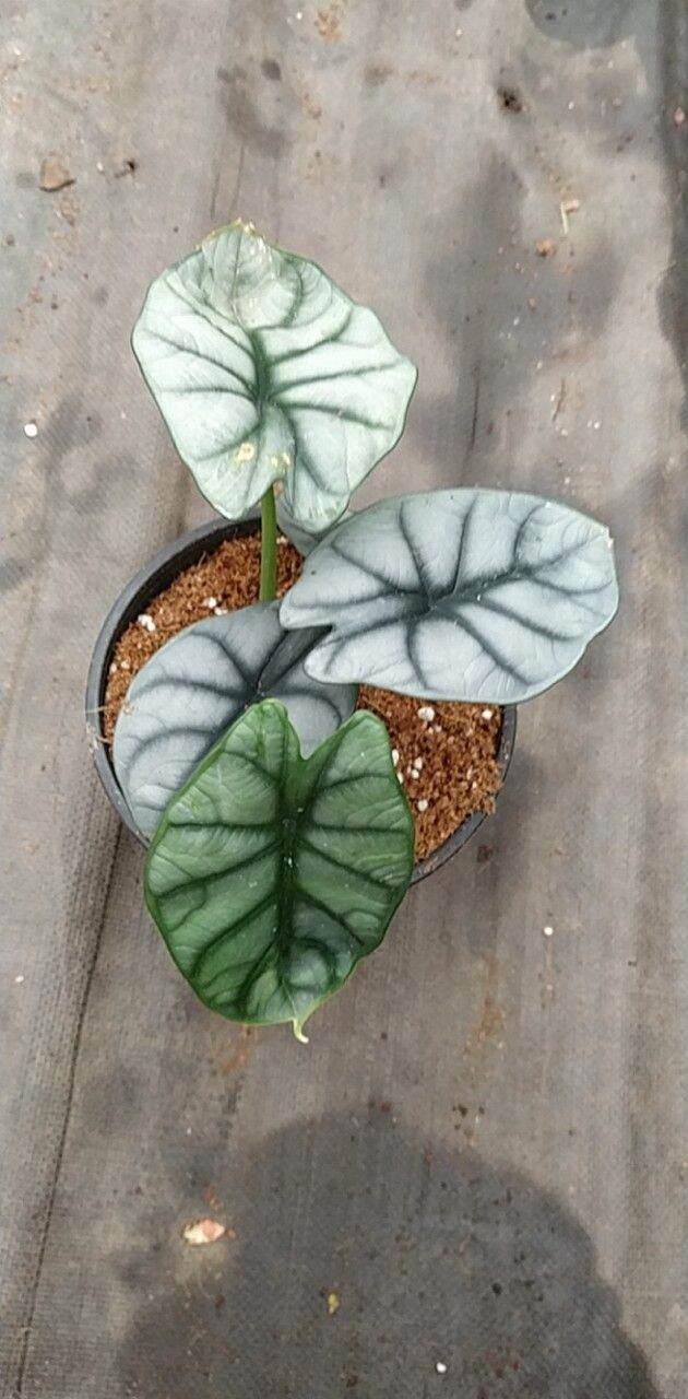 Cây Rồng Bạc - Alocasia Silver Dragon
