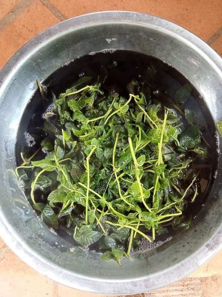 Cây sương sáo làm thạch đen (thạch sương sáo)